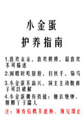 小金蛋护养指南推文